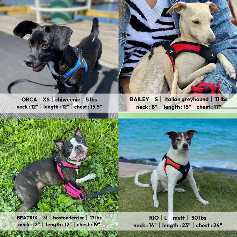 Gooby simple step in harness best sale instructions