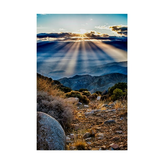 Trademark Fine Art 'Joshua Tree Sunset Ii' Canvas Art by Janice Sullivan