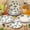 Blueberry, variant on SILKBUT 48 Pcs Sweet Cat Life Theme Paper Plates Set Include 9 Inch and 7 Inch Cute Cat Texture Disposable Plates Spring Summer Decorative Party Tableware for Home Table Party Supplies