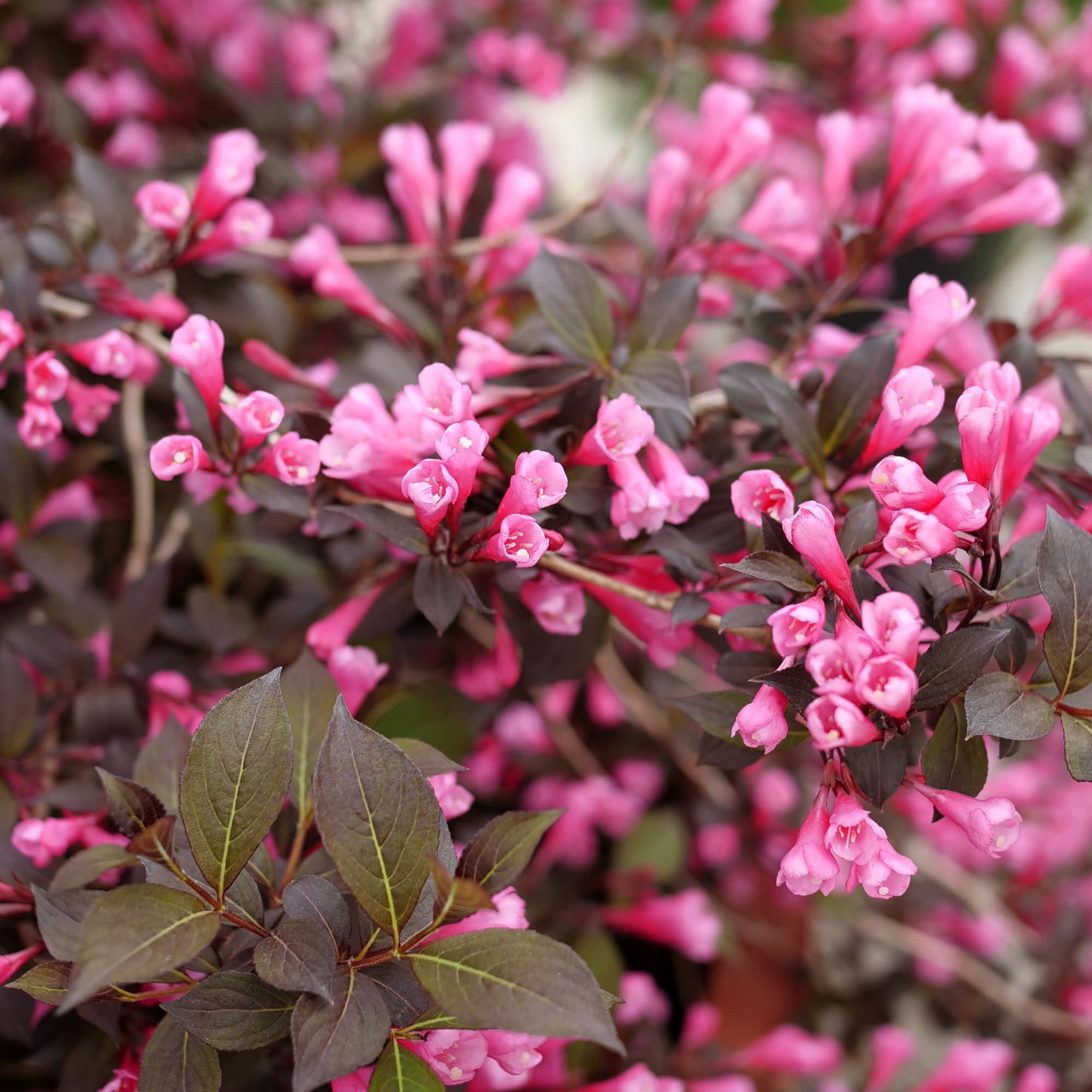 Proven Winners ColorChoice 5" Pink Very Fine Wine Weigela Live Plant in 4.5" Pot (4 Count)
