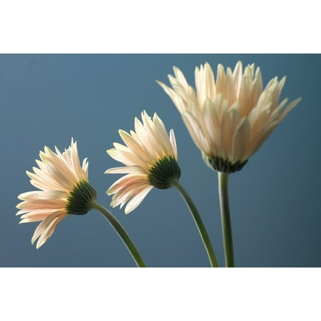 - Peel-n-Stick Poster of Ornamental Plant Gerbera Daisy Gerbera Flower Poster 24x16 Adhesive Sticker Poster Print