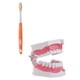thumbnail image 5 of EeaseMX 1 juego de material didáctico de odontología educativa para niños, modelo de dientes médicos, 5 of 7