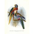 thumbnail image 2 of Rainbow Lorikeet, Trichoglossus Moluccanusa Poster Print By ® Florilegius Mary Evans (24 X 36), 2 of 4