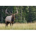 thumbnail image 2 of Archer, Ken 18x13 White Modern Wood Framed Museum Art Print Titled - Bull Elk making faces, 2 of 4