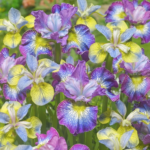 Van Zyverden New & Exclusive Iris Siberica How Audacious Set of 5 Plant Roots Multicolor Partial Sun Perennial Deer Resistant 2 lbs