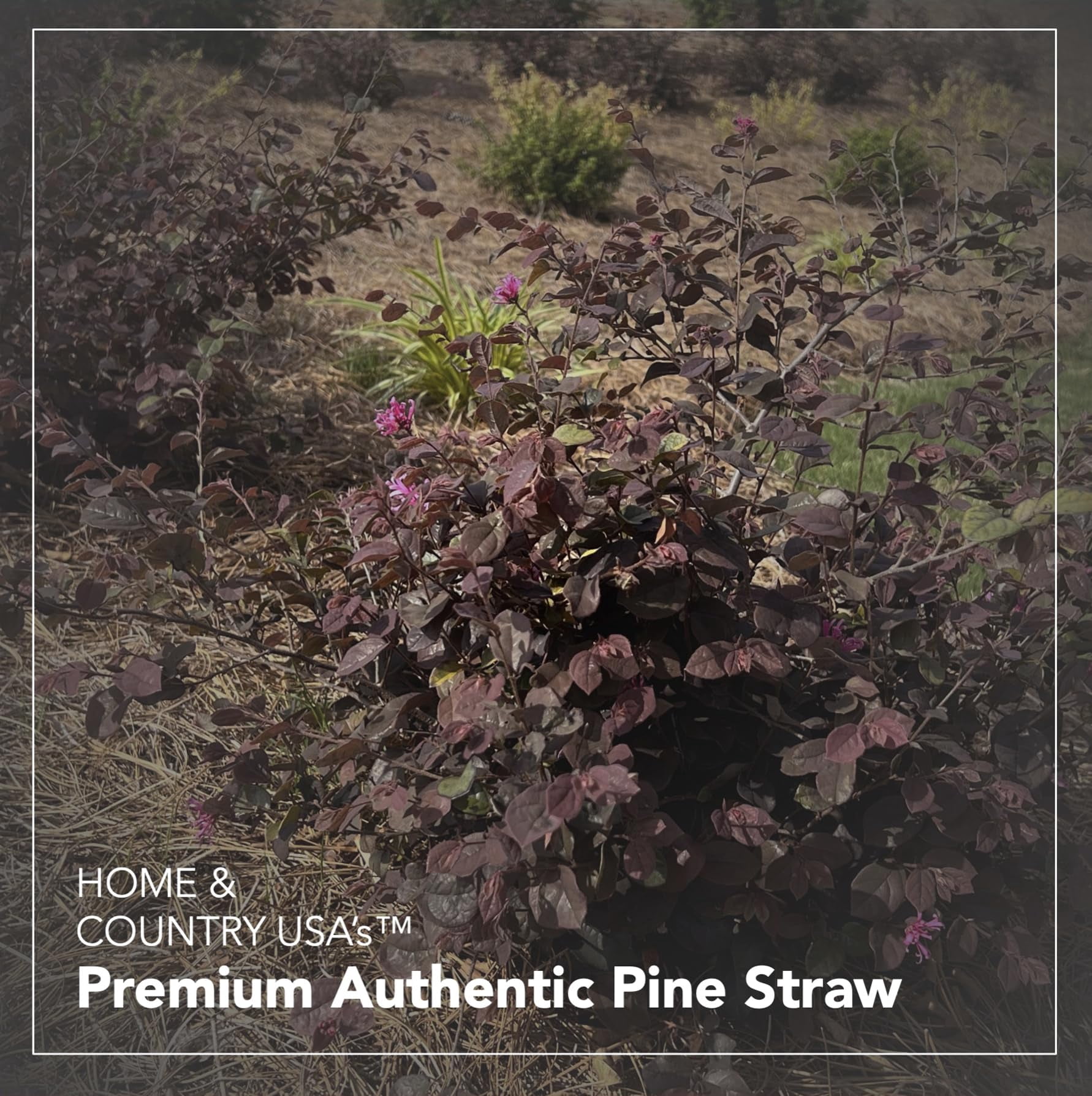 Home and Country USA Premium 4 Pound Pine Straw Mulch for Landscaping, Organic Material Made from Authentic Pine Needles Ideal for Gardening, Soil Moisture Retention.