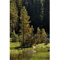 thumbnail image 2 of Jones, Adam 13x18 Black Ornate Wood Framed with Double Matting Museum Art Print Titled - Rocks and grass at first light-Tuolumne Meadows-Yosemite National Park-California, 2 of 4