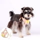 thumbnail image 1 of Arnés y correa para mascotas para perros pequeños y medianos y gatos, malla transpirable, correas ajustables, hebilla de seguridad, anilla para identificación, ligero, 1 of 7