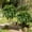 60-leaf, variant on Large Artificial Boston Fern for Outdoors - UV Resistant Fake Ferns for Porch & Hanging Baskets, 28/38/60/88 Fronds Lifelike Faux Boston Fern Bundles, No Fade Outdoor Plants, No Pot (2, 88-Leaf)
