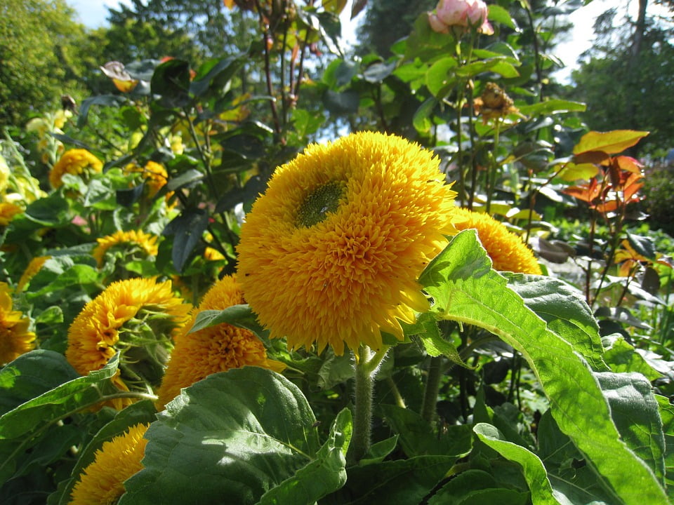 teddy flowers