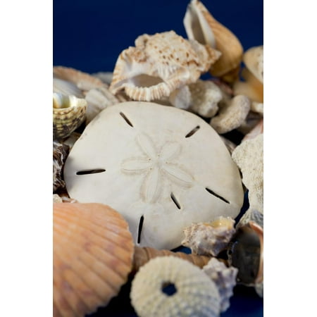 Detail of Seashells from around the World Print Wall Art By Cindy Miller (Best Seashells In The World)
