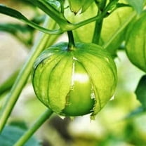 TomorrowSeeds - Toma Verde Tomatillo Seeds - 400  Count - For 2026 Planting Green Mexican Husk