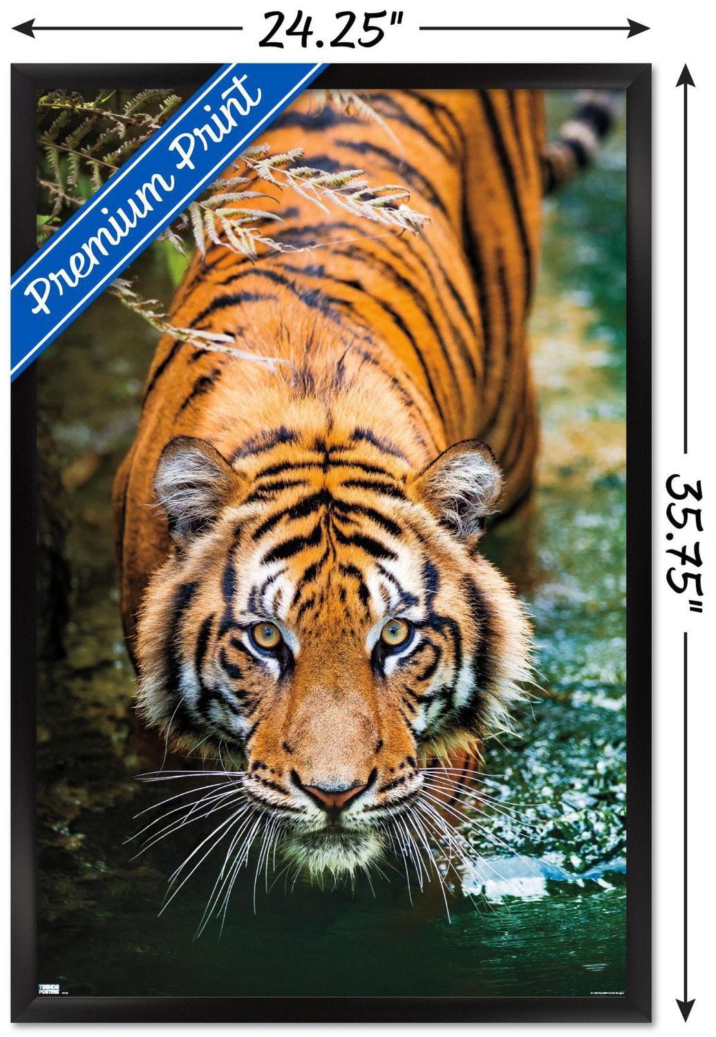 Tiger - Water Wall Poster