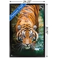 thumbnail image 2 of Tigre - Eau, 2 of 4