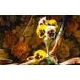 thumbnail image 2 of Chartier, Francois 32x21 White Modern Wood Framed Museum Art Print Titled - Just a Thought, 2 of 4