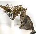 Preserved Wild Oats Flower Bouquet, 18 Inch Natural Chasmanthium