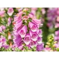 thumbnail image 6 of 1000 PINK FOXGLOVE Digiitalis Purpurea Flower Seeds, 6 of 11