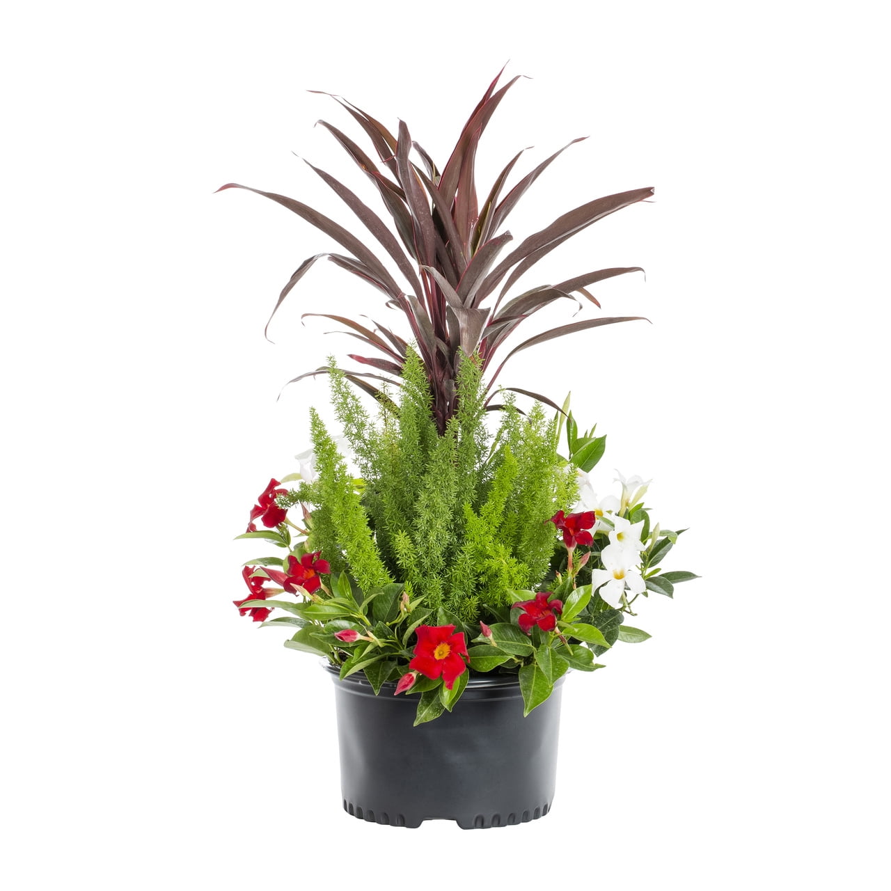Island Blooms 1.5G Red/Green Multicolor Tropical Combo Live Plants with Grower Pot