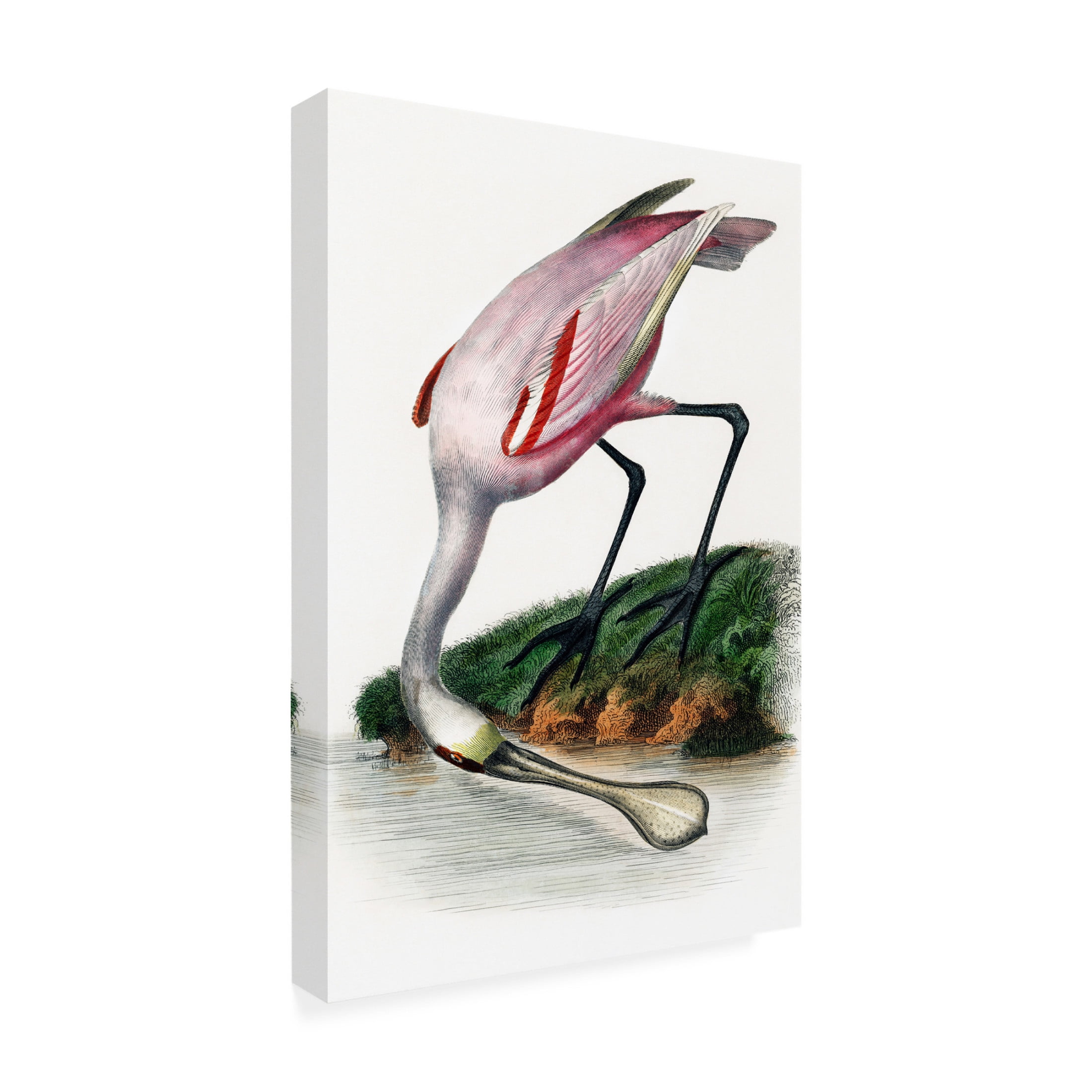 Canvas Wall Art - Incado 'Spoonbill' Wall Art for Living Room, Bedroom, or Office Décor by Trademark Fine Art - 22 x 32 Inches
