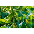thumbnail image 2 of 20 Seeds Edamame BE SWEET SOYBEAN Glycine Max Soy Bean Green / Yellow Vegetable Seeds, 2 of 8
