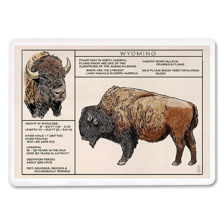 Wyoming, Plains Bison Technical, Lantern Press, Premium Playing Cards, 52  Card Deck with Jokers, USA Made 