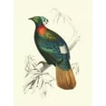 thumbnail image 2 of DOrbigny, M.Charles 19x24 White Modern Wood Framed Museum Art Print Titled - Birds of Costa Rica II, 2 of 4