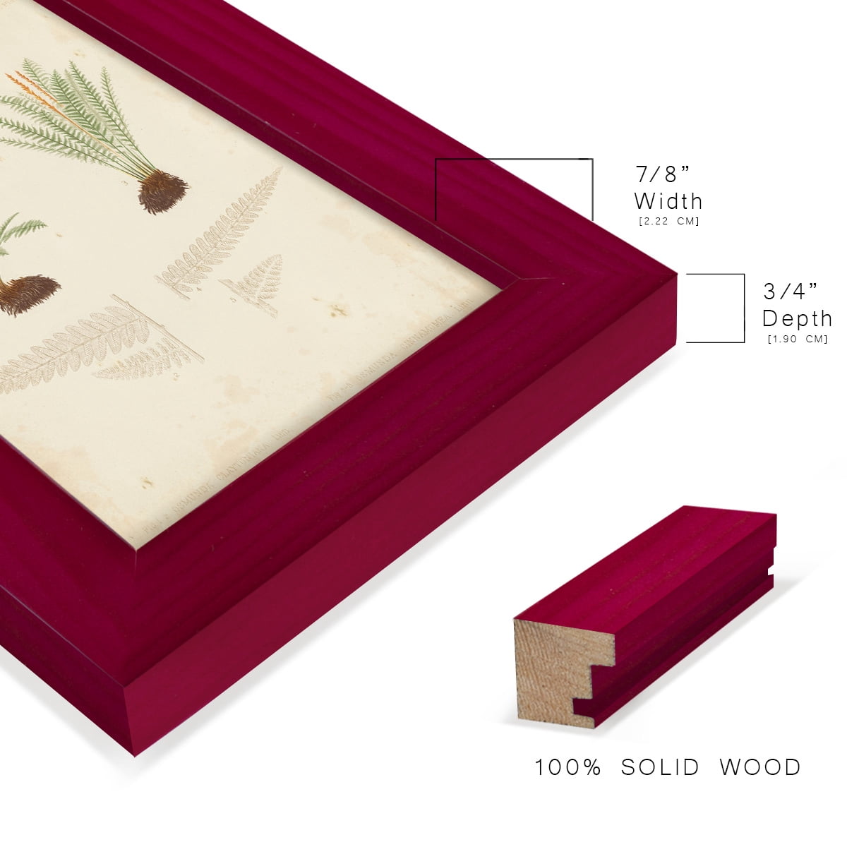 Fern Study III -Framed Print w/glass-Cherry Red