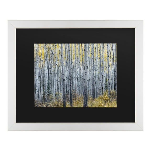 Trademark Fine Art 'Forest of Aspen Trees' Canvas Art by Pierre Leclerc