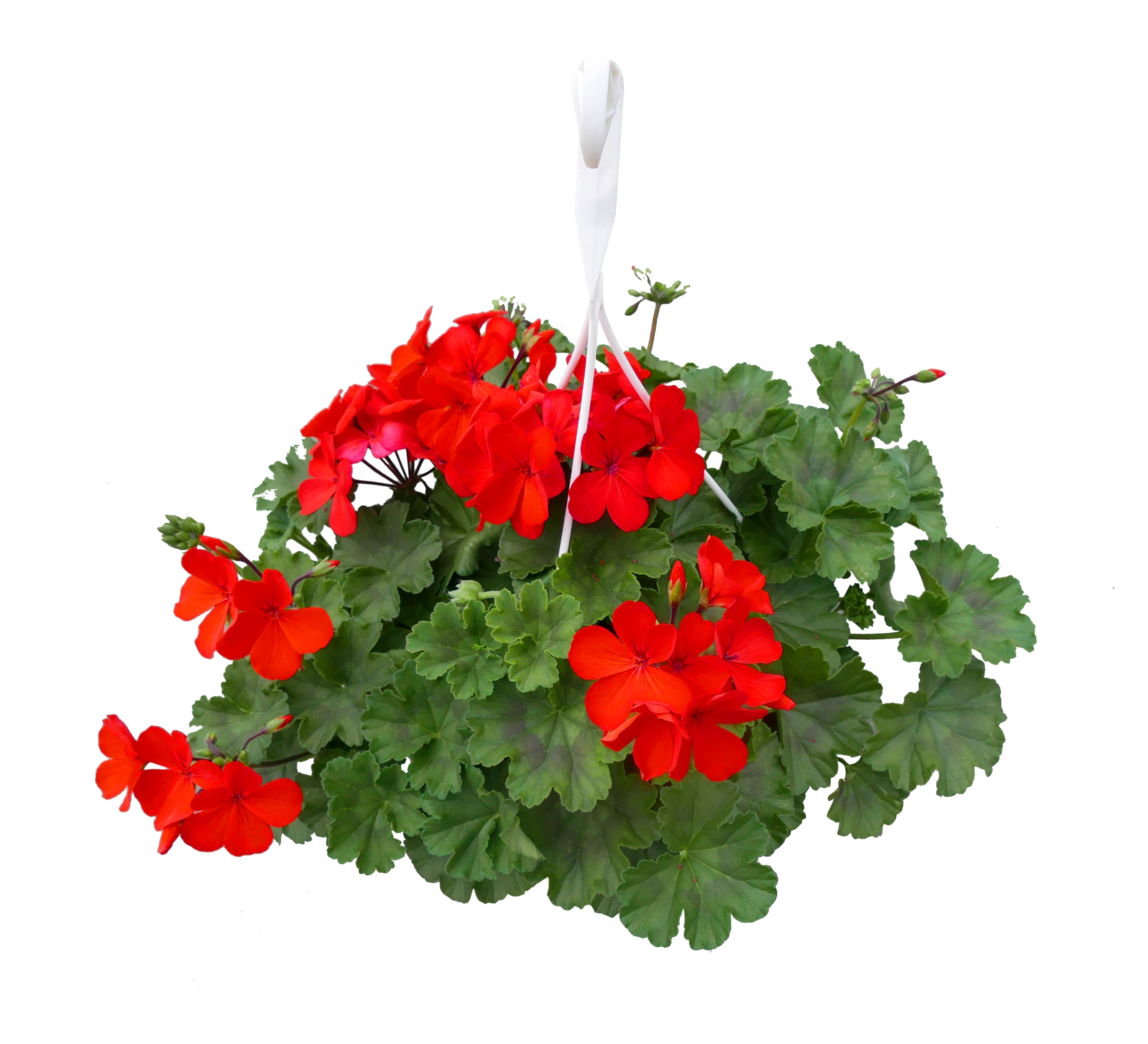 Expert Gardener 1.5G Geranium Full Sun Annual Flowering Hanging Plant