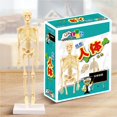 thumbnail image 2 of Youkk 35CM DIY Human Skeleton Educational Model Human Anatomical Anatomy Skeleton Model Science Supplies, 2 of 4