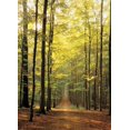 thumbnail image 2 of Chemin en Forêt - 6000-3846, 2 of 4
