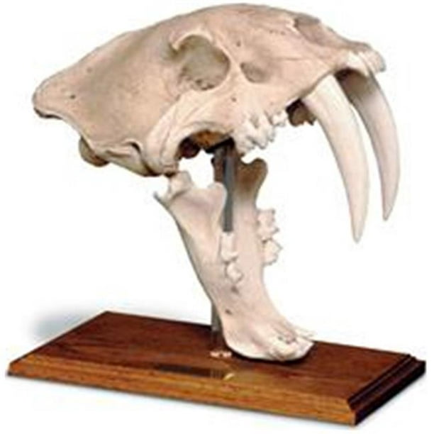 skullduggery 0204 Dent de Sabre Crâne de Chat avec Stand&44; Antique