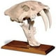 skullduggery 0204 Dent de Sabre Crâne de Chat avec Stand&44; Antique – image 1 sur 1