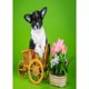 thumbnail image 1 of Pintura de diamante (DE4906) Animal perro 5D cuadrado DIY punto de cruz decoración del hogar 40x50cm Hugtrwg Para estrenar, 1 of 1