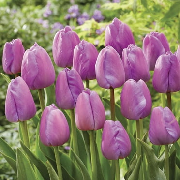 Van Zyverden Tulips Purple Pride Set of 12 Bulbs, Purple, Partial Sun, Perennial