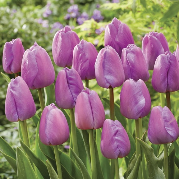 Van Zyverden Tulips Purple Pride Set of 12 Bulbs, Purple, Partial Sun, Perennial