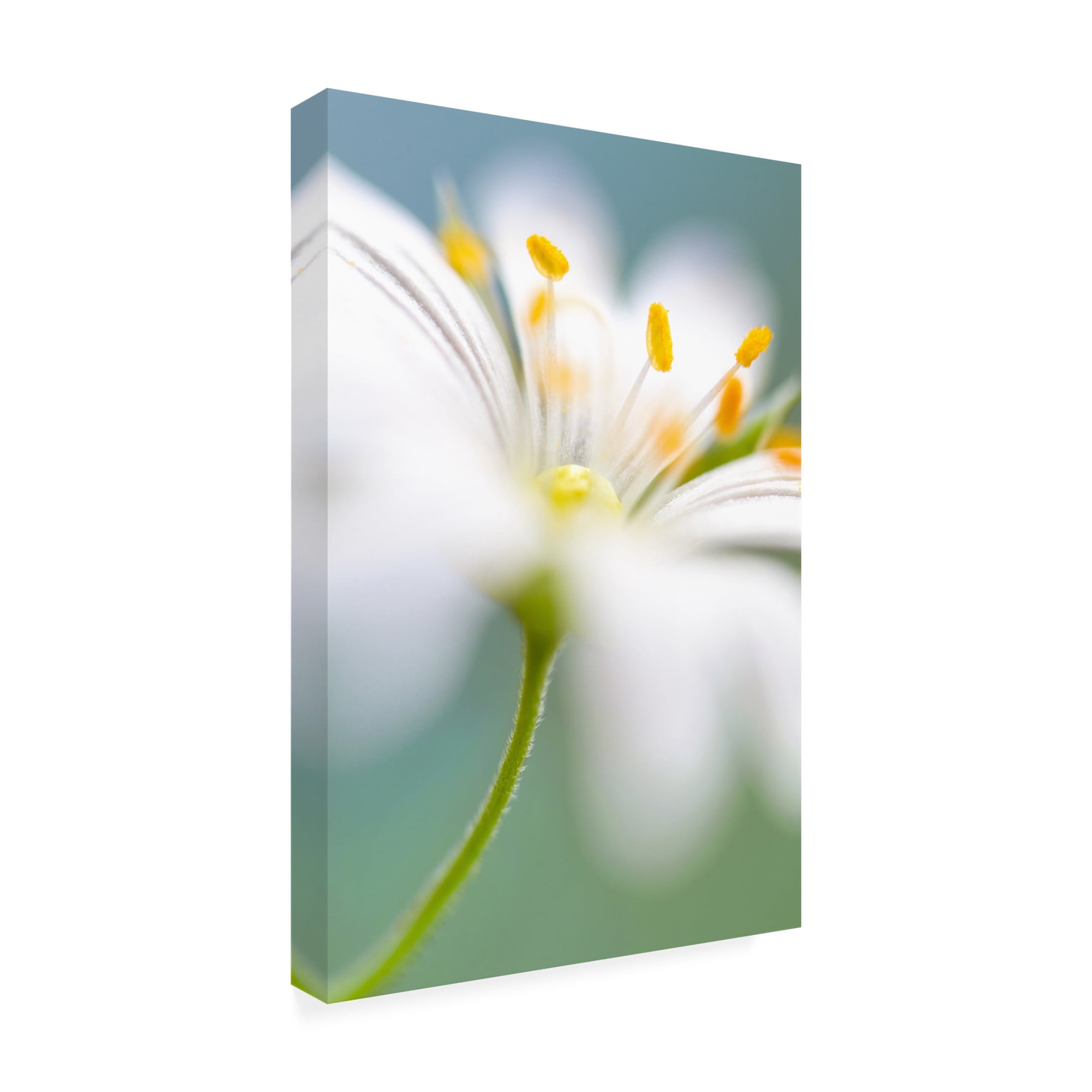 Canvas Wall Art - Mandy Disher 'Stitchwort Surprise' Wall Art for Living Room, Bedroom, or Office D?cor by Trademark Fine Art - 30 x 47 Inches