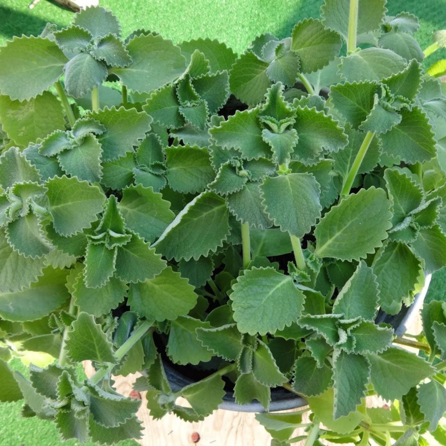 3 Organic Cuban Oregano Live plant, Oregano Brujo Plant, Tropical Herb Live Plant, Organic Spanish Thyme, Easy to Root