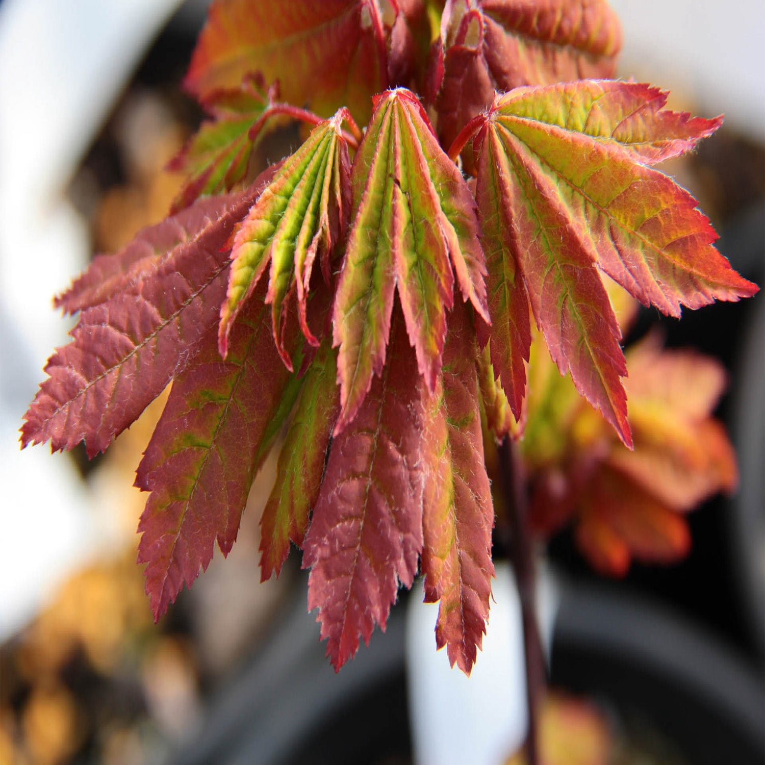 Expert Gardener 4-5' Maple Vine Three Cheers™ in 1 gal. Grower Pot