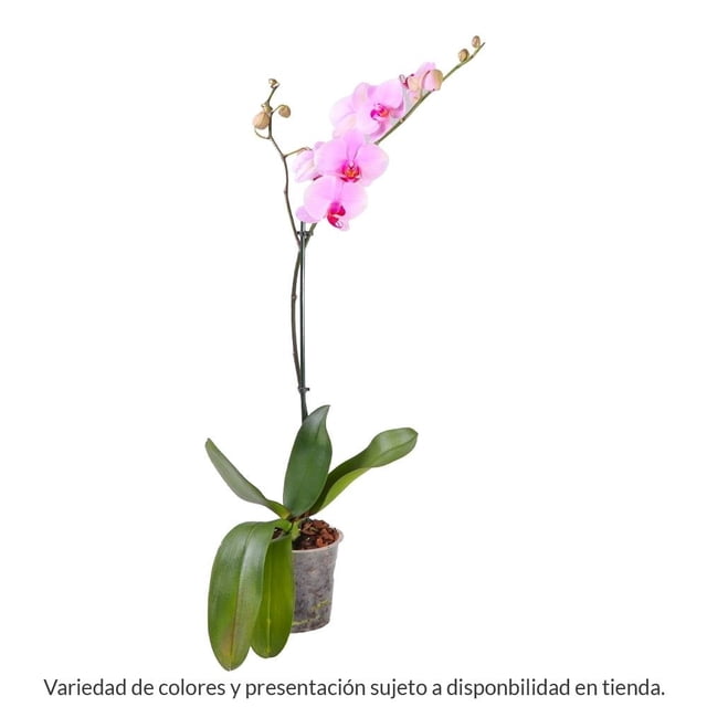 Orquídea phalaenopsi 1 pieza