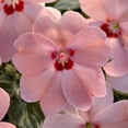 thumbnail image 3 of National Plant Network 4 in. SunPatiens Compact Love Bird Mix Impatiens (32-Pack), 3 of 10
