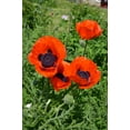 thumbnail image 4 of Seedville 100 Oriental Poppy Beauty of Livermere Flower Seeds, 4 of 11