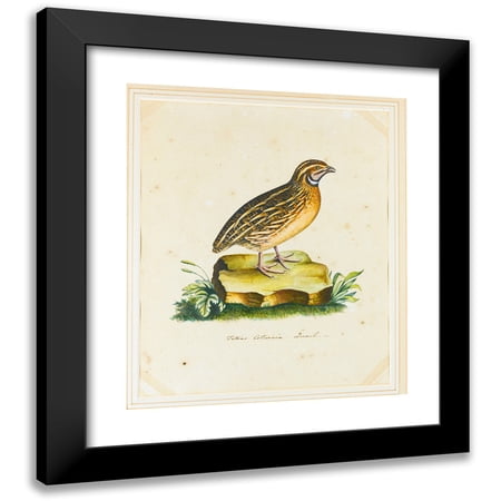 The Reverend Christopher Atkinson 12x14 Black Modern Framed Museum Art Print Titled - Portrait of a Quail