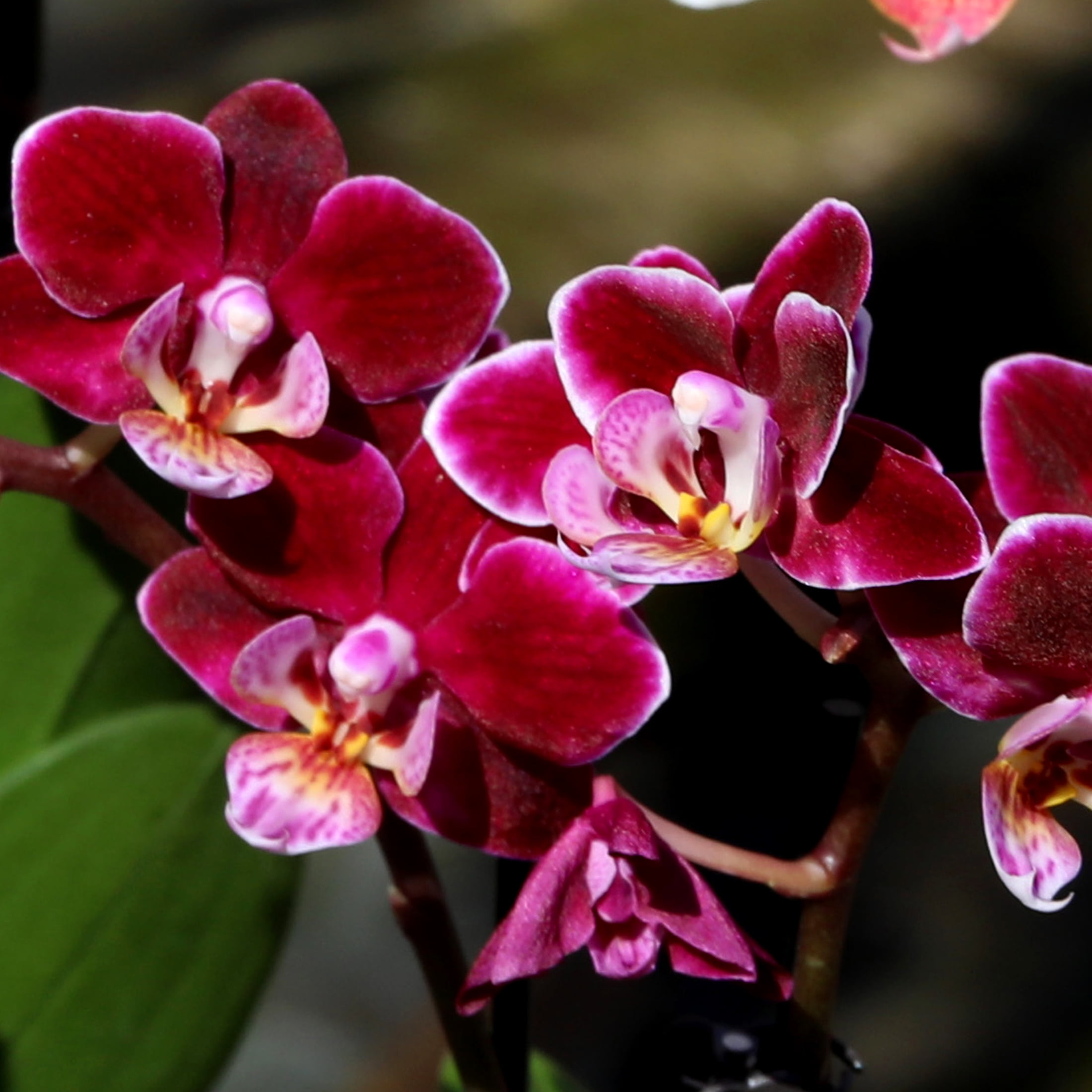 Live 4in Dark Purple Orchid Duo in Purple Pot with 'Love You Mom" Pick and Preserved Green - Perfect Gift