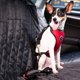 thumbnail image 5 of Arnés para perros con correa de conexión de , malla multifuncional, ajustable y doble transpirable con cinturón de seguridad para el automóvil, 5 of 6