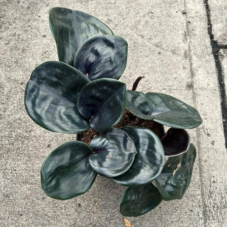 Geo Plant-Assorted-Striking indoor foliage  6" Pot