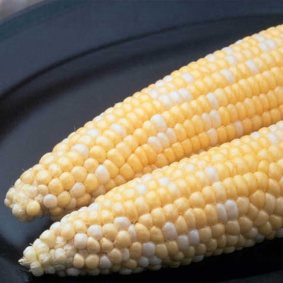 Ambrosia Hybrid Corn Garden Seed - 5 Lbs ~10,400 Seeds - Non-GMO, Bi-Color SE Vegetable Gardening Seeds & Micro Corn Shoots