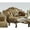 Multi-color, variant on Acme Furniture Dresden Loveseat w/3 Pillows, Bone PU & Gold Patina (53161)