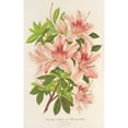 thumbnail image 3 of Charles Antoine Lemaire 17x24 Black Modern Framed Museum Art Print Titled - Azalea Indicates (Hybrida) Charles Enke (1854-1896), 3 of 5