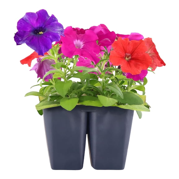 Expert Gardener 6" Multicolor Petunia Mix Live Plants in 3" Grower Pot Full Sun 4 pack
